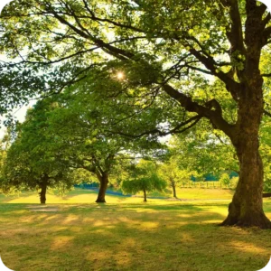 SunQuest Landscaping